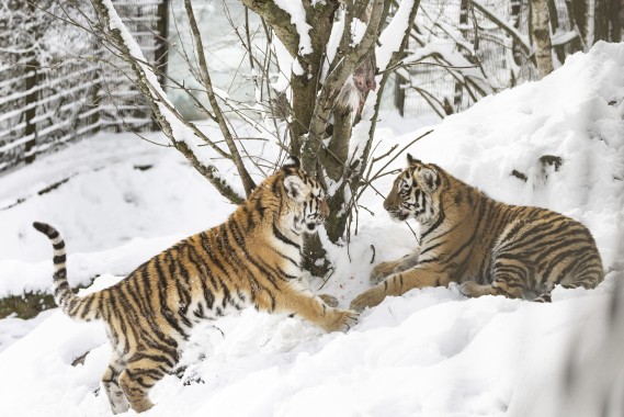 Amur tiger cubs playing