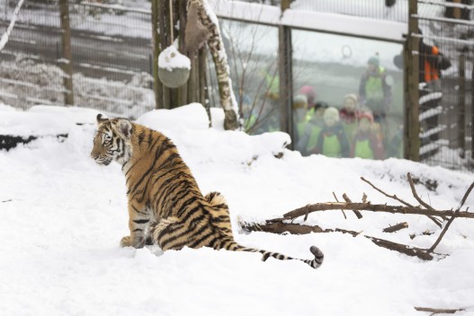 Group of kids looking at Amur tiger cub