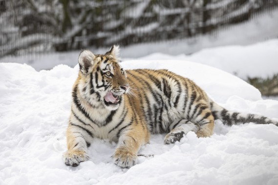 Amur tiger cub eating roe deer