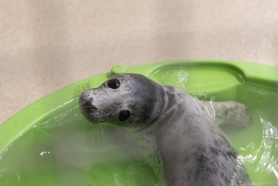 First seal pup from Vaasa