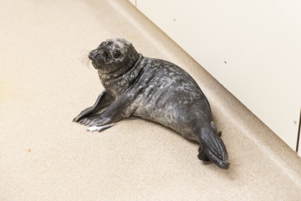 Second seal pup from Vaasa