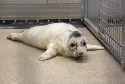 Seal pup from Tvärminne still in whitecoat
