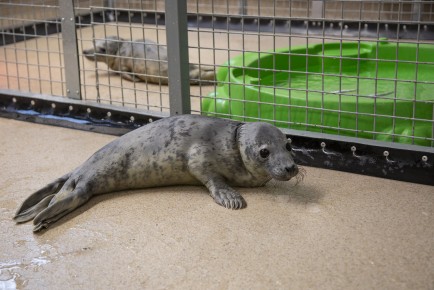 First seal pup from Vaasa