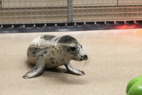 Seal pup from Tvärminne