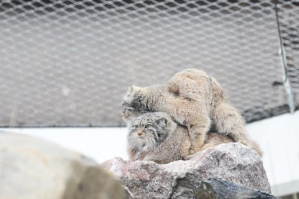Pallas's cats mating