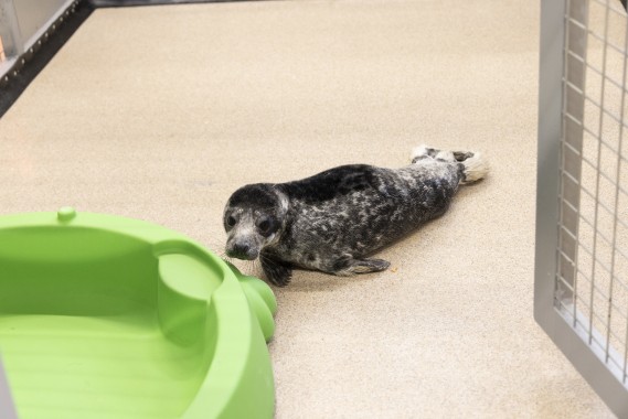 First seal pup from Kokkola