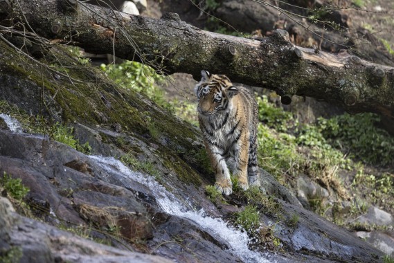 Amur tiger cub (9 months old) inspecting flowing water