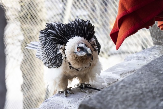 Bearded vulture (female) trying to be big and scary