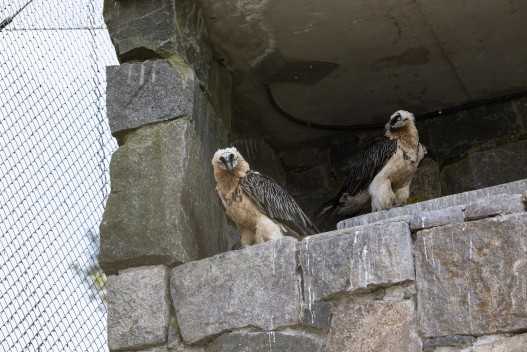 Bearded vultures
