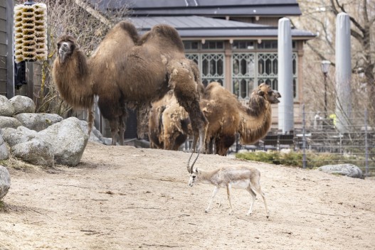 Goitered gazelle and camels