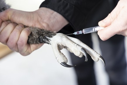 Vet taking blood samples from the bearded vulture chick
