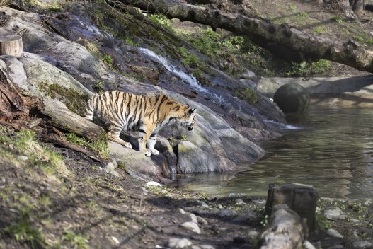 Amur tiger cub (9 months old) inspecting the pool