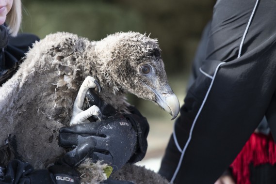 Bearded vulture chick (about two months old)