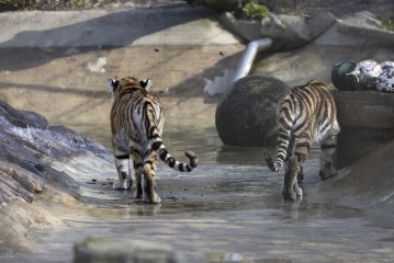 Amur tiger cubs (9 months old) inspecting their pool filling up