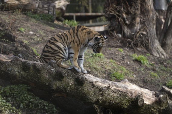 Amur tiger cub (9 months old)