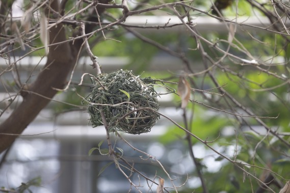 Nest of village weavers