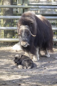 Musk ox and her calf