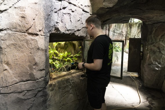 Zookeeper misting the frog terrarium