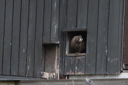 European mink (female)