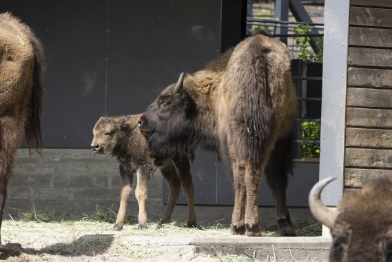 European bison calf with mother