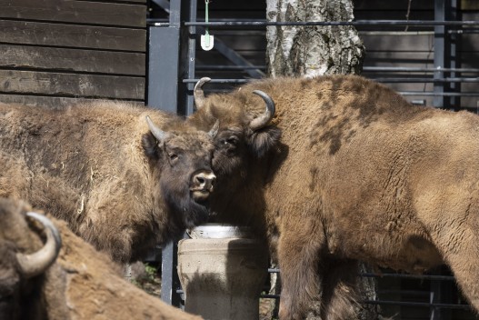One-year-old European bison calf with mother