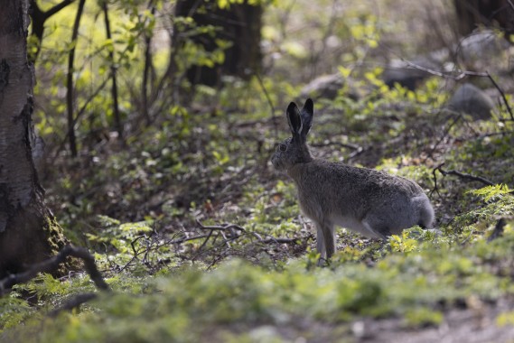 European hare at the Korpi area