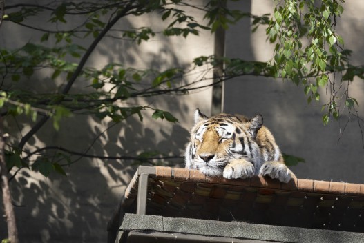 Amur tiger (female) sleeping