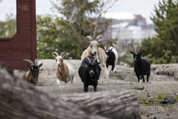 African pygmy goats