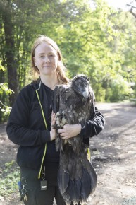 Zookeeper holding the bearded vulture chick "Penttinen"