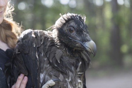 Bearded vulture chick "Penttinen"