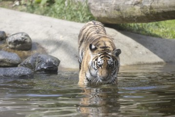 Young Amur tiger
