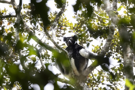 Indri in Mitsinjo Park, Madagascar