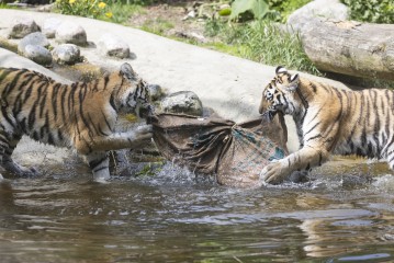 Young Amur tigers playing in water