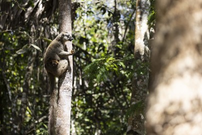 Brown lemur in Mitsinjo Park, Madagascar