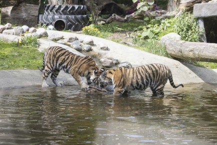 Young Amur tigers playing in water