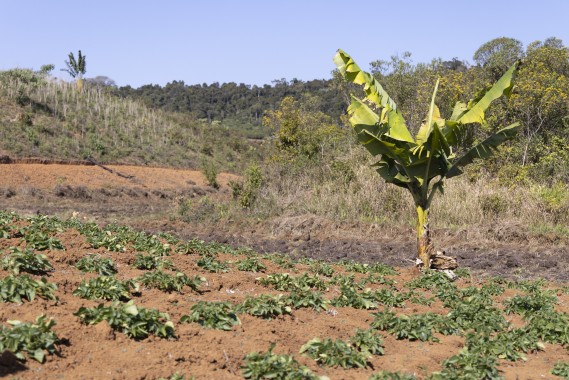 Farming in Madagascar