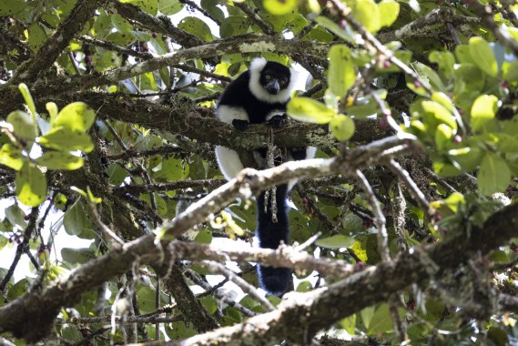 Black-and-white ruffed lemur in Mantadia National Park, Madagascar