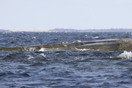 Gray seals at kallbådan