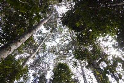 Rainforests in Andasibe area, Madagascar