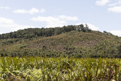 Eucalyptus plants growing in Andasibe area, Madagascar