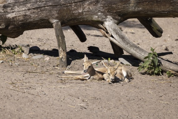 Goitered gazelle fawns