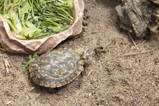 Pancake tortoise
