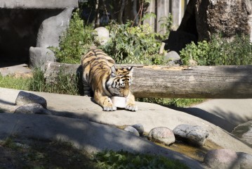Amur tiger enjoying icy treat