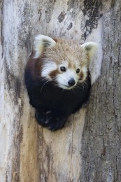 Red panda (female)