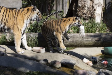 Amur tiger and 10-moth-old cub