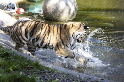 Amur tiger (10 months old) playing in water