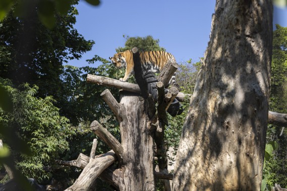 Amur tiger (female) climbing