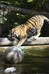 Amur tiger (female) playing