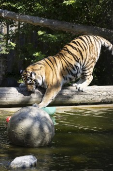 Amur tiger (female) playing