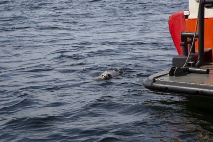 Young grey seals from Vaasa in the sea